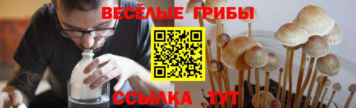 Галлюциногенные грибы Magic Shrooms Курган